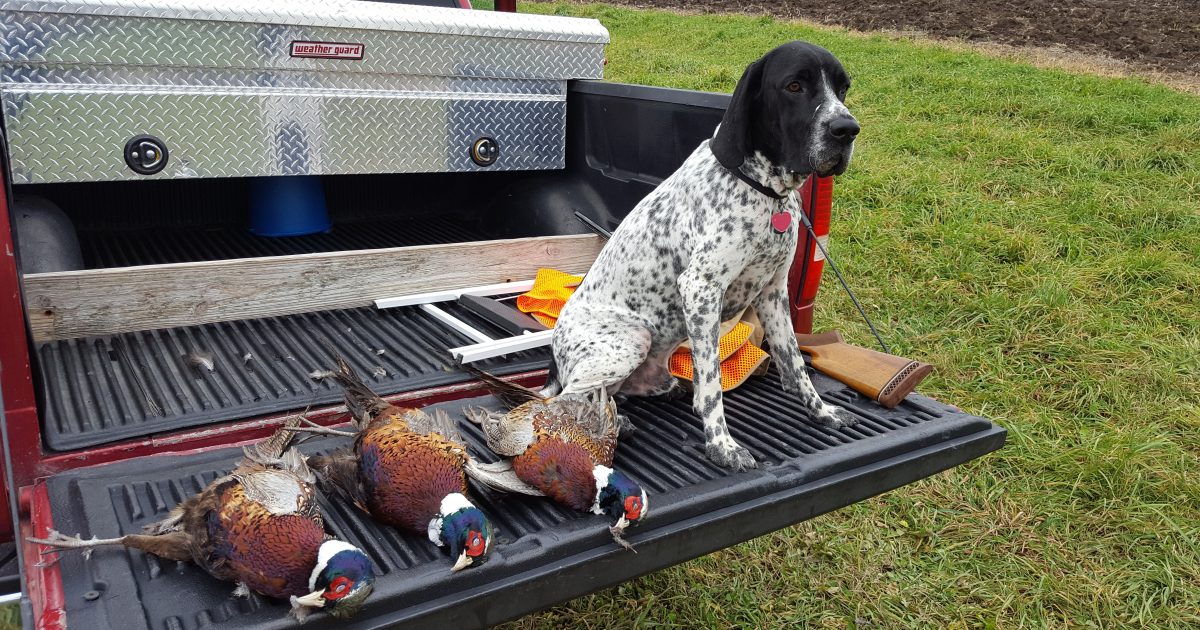 Bird Dog Parade kicks off Pheasant Fest in Minneapolis Meet Minneapolis