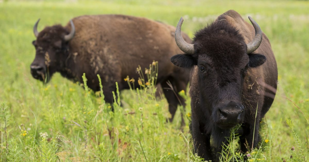 The Minnesota Zoo partners with CSU to preserve the bison | Meet ...